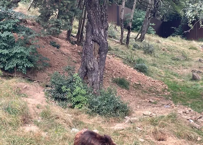 La Casita De Nicolas Lägenhet Escarrilla